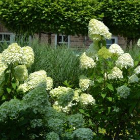 Blumensträucher in einem Garten