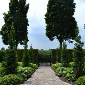 Gepflasterter Weg in einem Garten