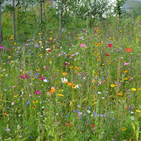 Blumenwiese