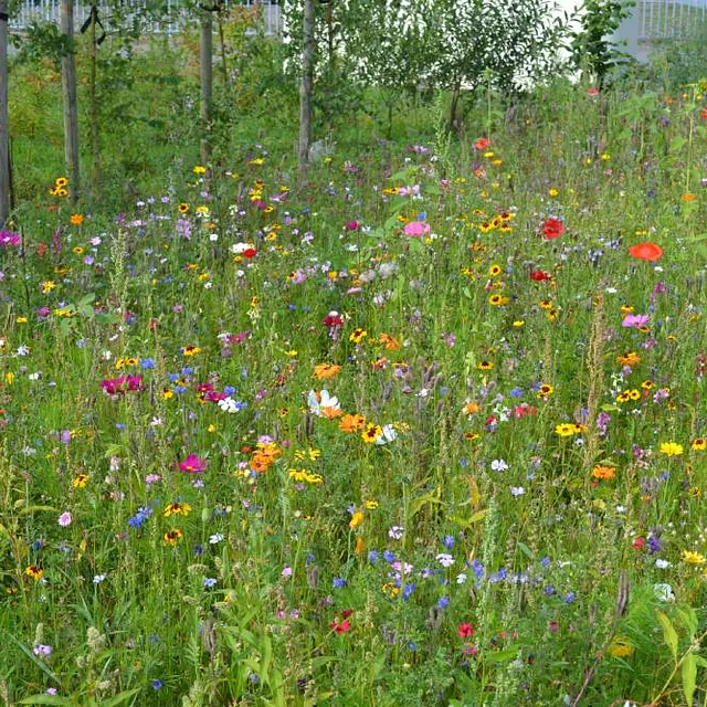Blumenwiese