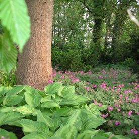 Blumen und eine Baum in einem Garten