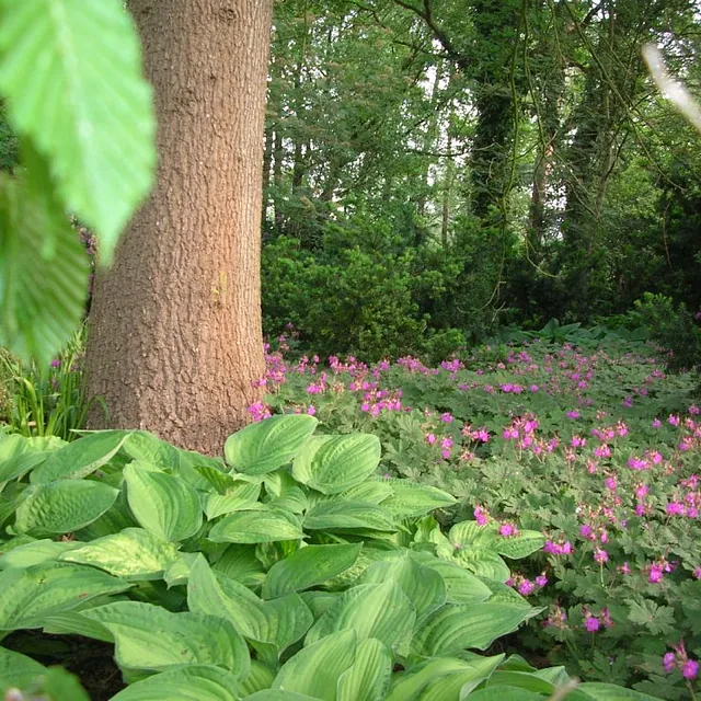 Blumen und eine Baum in einem Garten